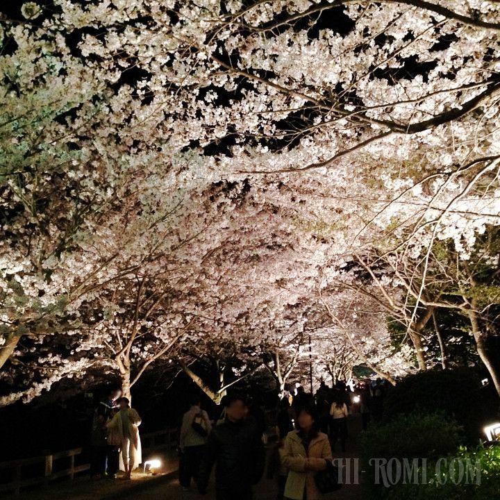 桜　花見　須磨浦公園　敦盛桜　ソメイヨシノ　名所