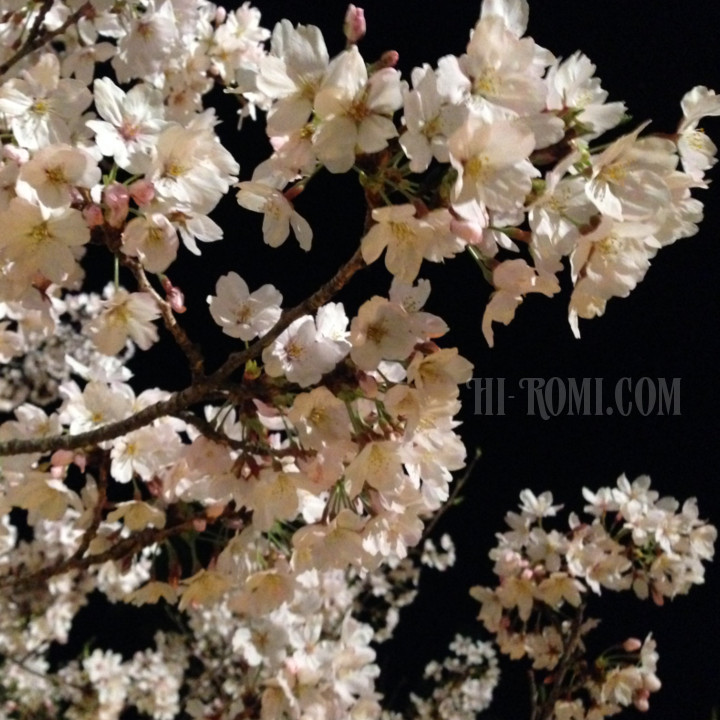 週末は桜の名所、須磨浦公園でお花見をしてきました！