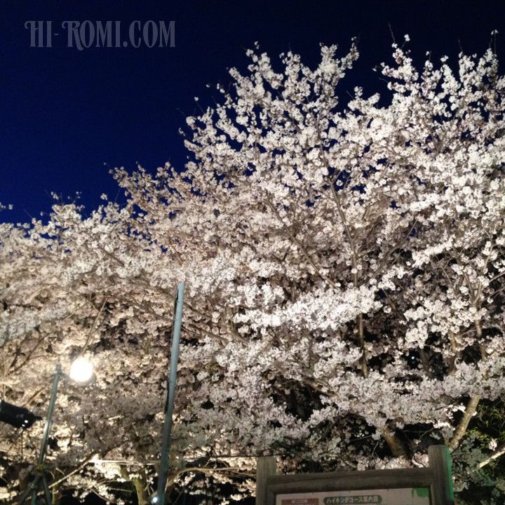 桜　花見　須磨浦公園　敦盛桜　ソメイヨシノ　名所