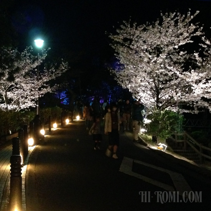 桜　花見　須磨浦公園　敦盛桜　ソメイヨシノ　名所