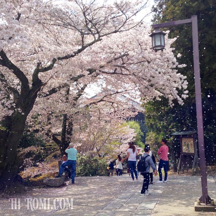 桜舞い散る東大寺大仏殿裏